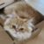 Profilbild von @Gingerella